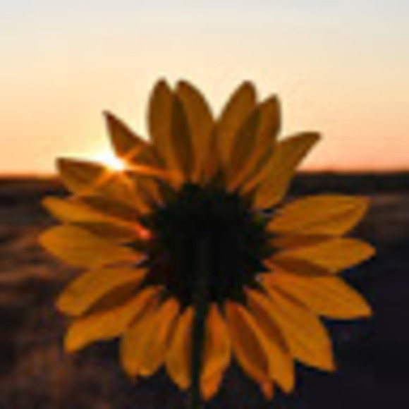 Meet your Posher, Pachabee - Picture 1 of 1